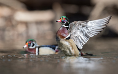 Wood Duck