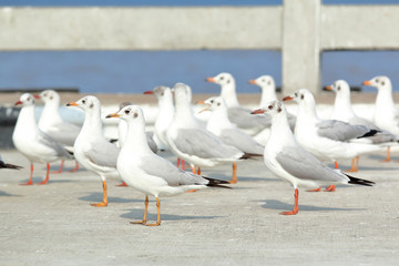 Seagulls standing on concrete bridge at Bang Poo, Thailand
