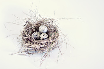 Three quail eggs, easter eggs in messy straw on white background with blank space for text.