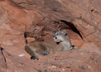 A cougar resting on red sandstone ledge in the morning sun while looking back over it's shoulder.