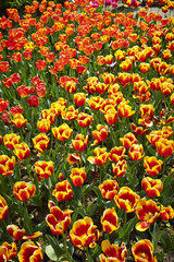 field of tulips