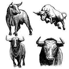 set of bull doodle hand drawn