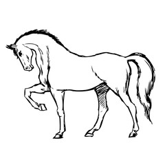 freehand sketch illustration of horse
