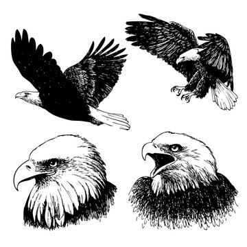 set of eagle doodle hand drawn