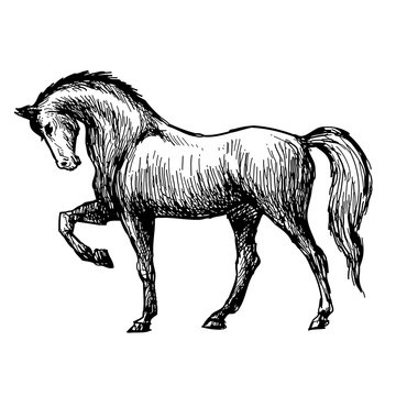 freehand sketch illustration of horse