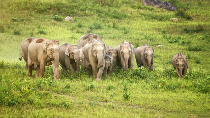 A herd of elephants adults and cubs walking group