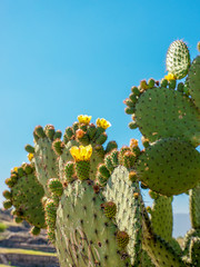 Cactus in front of blue sky