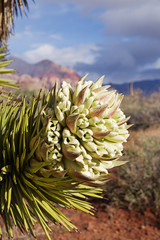 Joshua Tree Flower