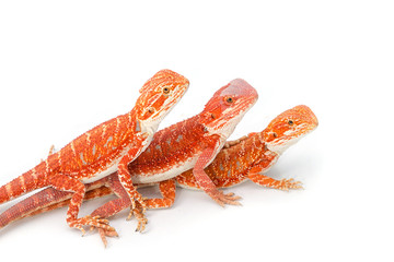 Three bearded dragons (pogona vitticeps) isolated on white background
