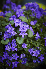 Fototapeta premium blue flowers in the garden