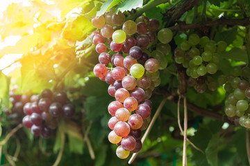Close up of vineyard with ripe grapes . Beautiful red grapes ready for harvest.