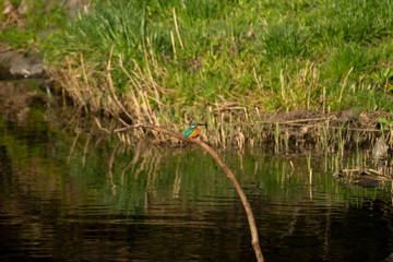 小川のかわせみ