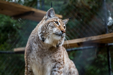 Wild American bobcat in a cage at a sanctuary