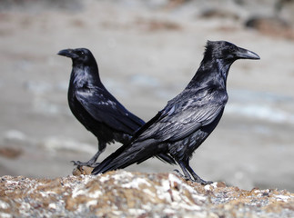 Raven pair