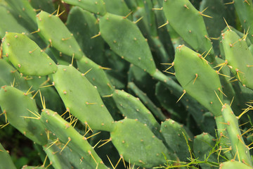 Macro image of green sabras cactus.