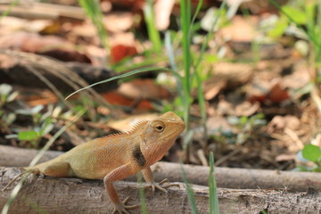 Close up small yellow chameleon on the ground