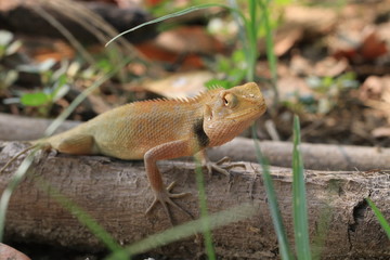 Close up small yellow chameleon on the ground