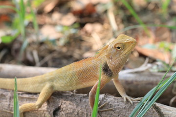 Close up small yellow chameleon on the ground