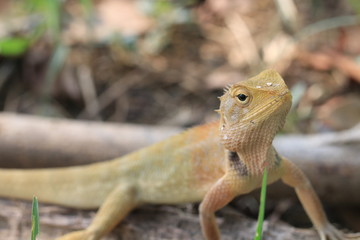 Close up small yellow chameleon on the ground