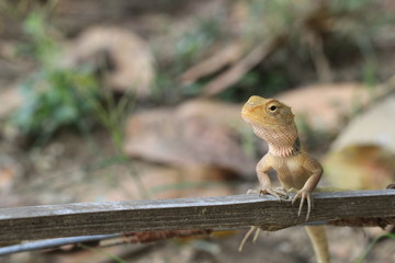 Close up small yellow chameleon on the ground