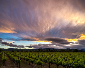 Fototapeta na wymiar Colorful clouds at sunset over Napa Valley vineyard in summer. Vibrant sky, green vines in California wine country.