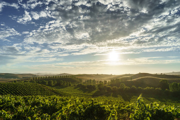 Clouds and sunlight in Sonoma vineyard in summer. California wine country with green vines, trees...