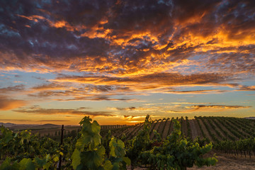 Brilliant summer sunset in Sonoma vineyard. Colorful sky and clouds, green vines in California wine...