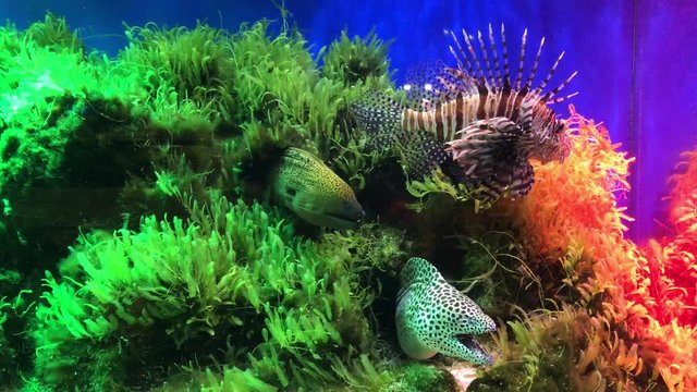 marine fish tank aquarium with moray eel and lion fish