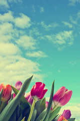 Bouquet of multicolored tulips