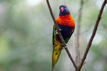 Colorfull parrot in the zoo
