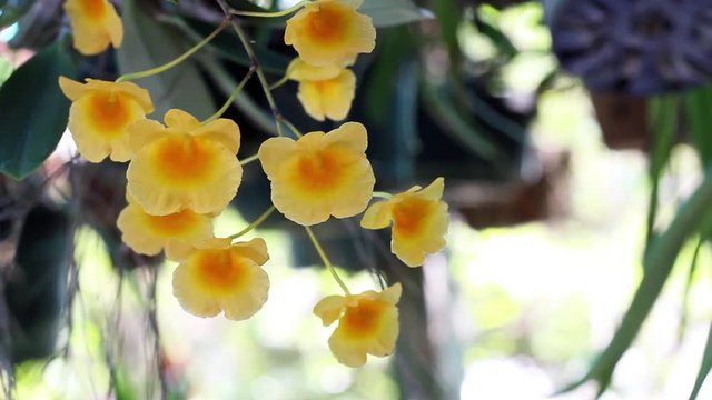 Dendrobium lindleyi Steud with sunlight in the garden.