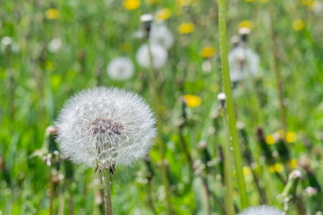 White, fluffy inflorescence mature dandelion on the background of blossoming field with dandelions.
