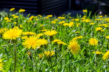 Many yellow blooming dandelions (milk-witch gowan) on the lawn near the house.