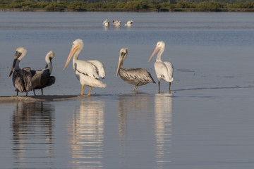 White and brown pelicans sunbathing in the river. They take a break after a productive morning of fishing and hunting. 