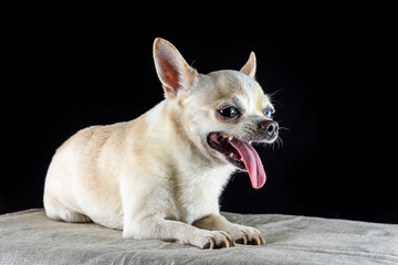 portrait of a chihuahua on a black background