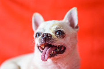 portrait of a chihuahua on a red background