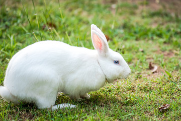Beautiful and cute white rabbit