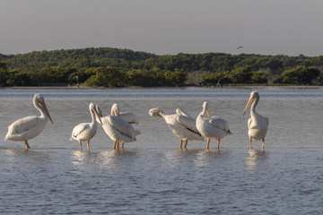 White pelicans sunbathing in the river. They take a break after a productive morning of fishing and hunting. 