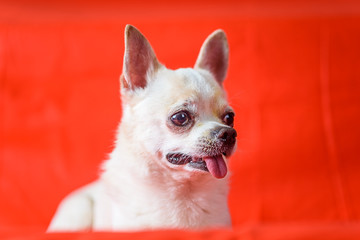 portrait of a chihuahua on a red background