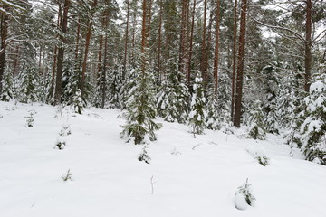 Winter snowy pine forest clean nature of the dawn of the morning