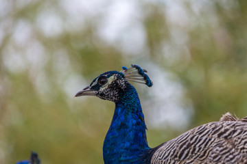 Peacock