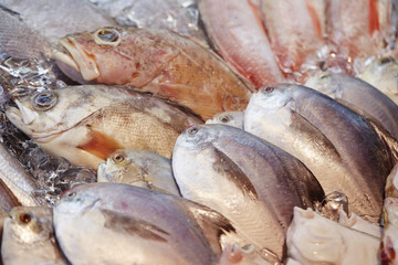 fresh fish at the market