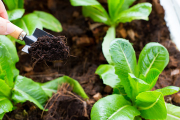 hands holding a mini shovel with green young plant in soil 