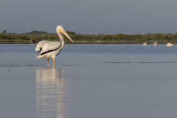 White pelicans sunbathing in the river. They take a break after a productive morning of fishing and hunting. 