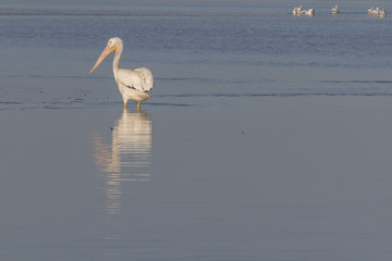 White pelicans sunbathing in the river. They take a break after a productive morning of fishing and hunting. 