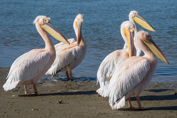 Pelican