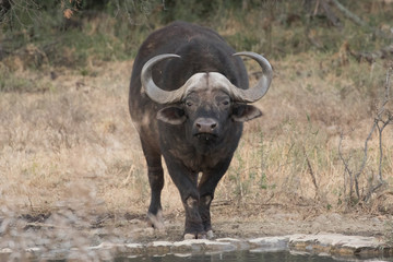 Obraz premium Buffalo