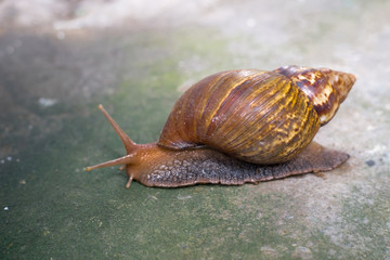 Snail climb on a road.