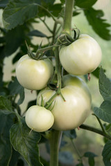 Green tomatoes at vegetable garden with plants
