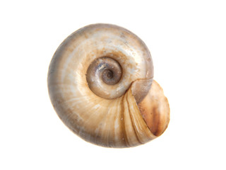 Shell isolated on white background